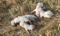 Manisa’da şoke eden görüntüler: Çuvalın içinden 6 köpek yavrusu çıktı