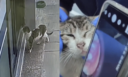 Kulağında tümör olan sokak kedisi, yardım için veterinere gitti