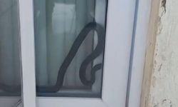 Mersin'de eve giren yılan korkuttu