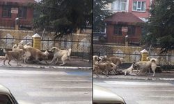 Sokak köpekleri başka bir köpeğe saldırdı