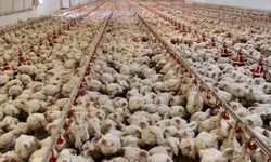 Tavuk eti üretimi yıllık yüzde 2,7 arttı