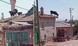 Konya'da kaçan boğa çatıya çıktı