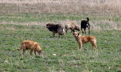 Başıboş sokak köpekleri teklifi komisyondan geçti