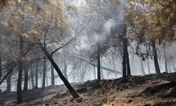 Hatay Hassa'da orman yangını