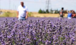 Lavanta tarlaları Tekirdağ’ın turizmine önemli katkı sunuyor