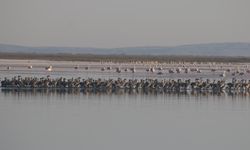 Tuz Gölü'nde bu yıl 4 bin 300 flamingo dünyaya geldi