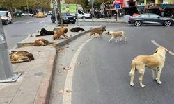 AYM’den sokak hayvanları düzenlemesi için karar