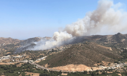 Aydın'da ormanda çıkan yangına müdahale ediliyor