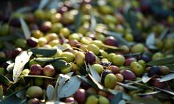 Bu yıl 3,6 milyon tonluk zeytin rekoltesi bekleniyor