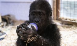 Goril yavrusu ‘Zeytin’ Nijerya’ya iade edilecek