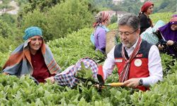 Bakan Yumaklı, çay hasadına katıldı