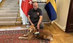 Enkazdan 18 kişiyi kurtarmıştı! Kahraman köpek hayatını kaybetti