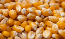 Mısır ithalatında tarife kontenjanı açıldı