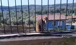 Muğla’da maymun yakalama operasyonu