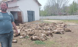 Kurtlar, 92 kuzusunu telef etti