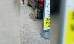 Anne kedinin ağzında getirdiği yavrusu veterinerde tedavi edildi