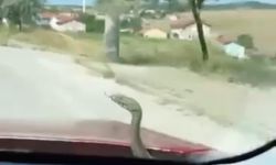 Aracın kaputundan yılan çıktı