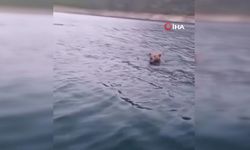 Sinop'ta ilginç anlar: Yüzen ayı böyle görüntülendi