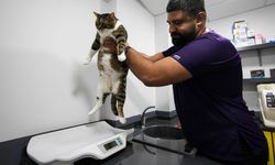 İzmir'de kök hücre mucizesi: Diyabetli kedi 1,5 yıl sonra sağlığına kavuştu
