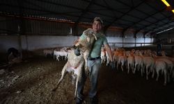 Bayram dolayısıyla 3 milyonun üzerinde kurbanlık satıldı