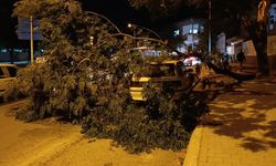 Park halindeki otomobilin üzerine ağaç devrildi