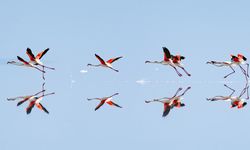 Kuraklık Tuz Gölü'ndeki flamingo sayısını düşürdü