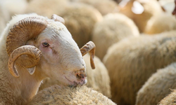 Vekalet yoluyla kurban kesim bedelleri belirlendi