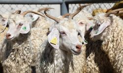 TSK Mehmetçik Vakfı vekaleten kurban bağışı kabulüne başladı