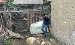 Kütahya'da kurtların saldırdığı 11 koyun telef oldu