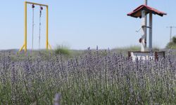 Tekirdağ’da lavanta tarlaları turizm sezonu için hazırlandı