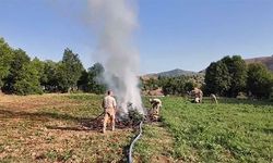 Diyarbakır'da 4 milyon 459 bin kök kenevir ve skunk ele geçirildi