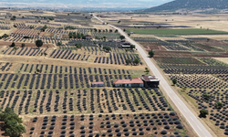 Lavanta bahçeleri turist akınına uğradı