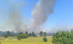 Edirne'de orman yangını