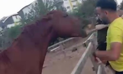 Antalya'da film gibi olay! 3 yaşındaki çocuk atın saldırısına uğradı