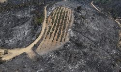 Çanakkale'deki orman yangını 150 ağaç bulunan zeytinliği teğet geçti