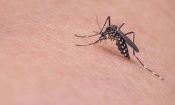 İngiltere'de sivrisinek kaynaklı chikungunya virüsü vakaları iki kattan fazla arttı