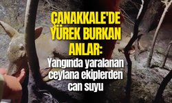 Çanakkale'de yürek burkan anlar: Yangında yaralanan ceylana ekiplerden can suyu