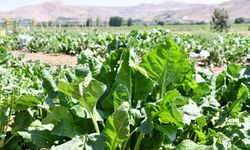 Üreticilerin 2025'ten kalan pancar bedelleri hesaplarına aktarıldı