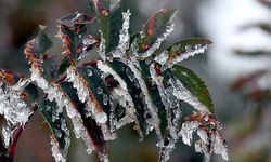 Sinop için kar ve zirai don uyarısı