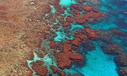 Küresel ısınma 2 dereceyi geçerse Büyük Set Resifi kurtulamayacak