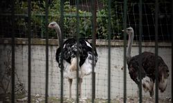 İspanya'da kuş gribi alarmı! Kümes hayvanları kapalı tutulacak