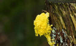 Sonbaharda alerjilere dikkat: Polenler gitti, küf mantarları geldi