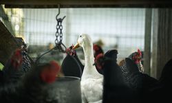 İspanya’da kuş gribi alarmı! 2 milyondan fazla kümes hayvanı itlaf edildi