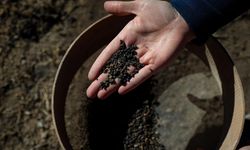 Van'da 5 bin yıllık arpa taneleri bulundu