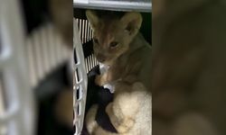 Yasa dışı yolla getirilen Afrika aslanı yavrusuna el konuldu