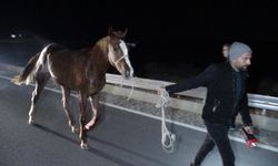 Malatya'da feci olay: Milyonluk taylar karayolunda telef oldu