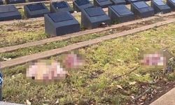 Avustralya'nın Sydney kentinde Müslüman mezarlığına domuz kafaları bırakıldı