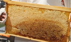 Doğu Karadeniz’den 11 ayda 452 ton bal ihracatı