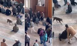Camiye pitbull girdi! Cemaatin zor anları...