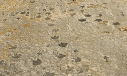 Bilim insanları, Bolivya'da dinozorlara ait 16 bin 600 ayak izi belgeledi